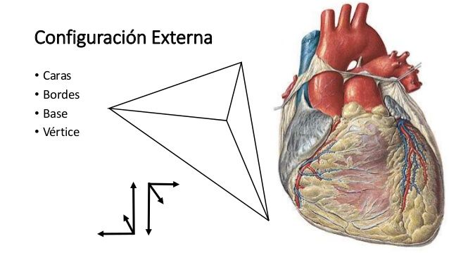 Configuración externa del corazón