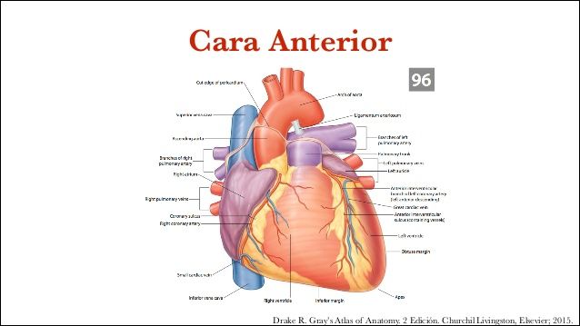 Configuración externa del corazón