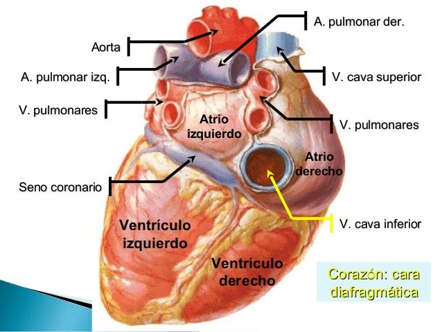 Configuración externa del corazón