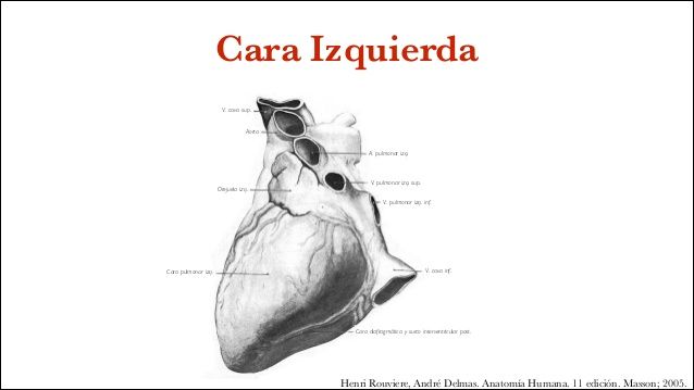 Configuración externa del corazón