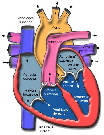 Configuración interna del corazón