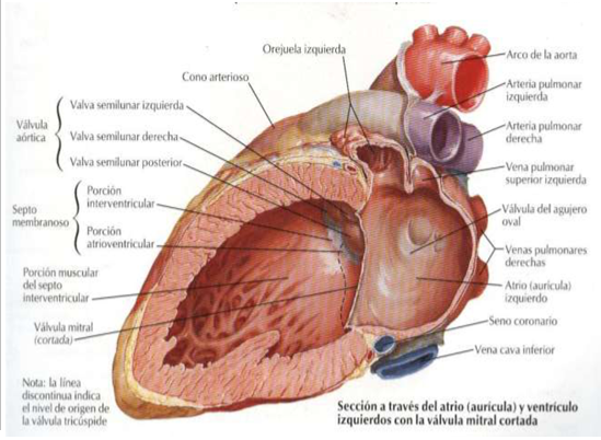 Configuración interna del corazón