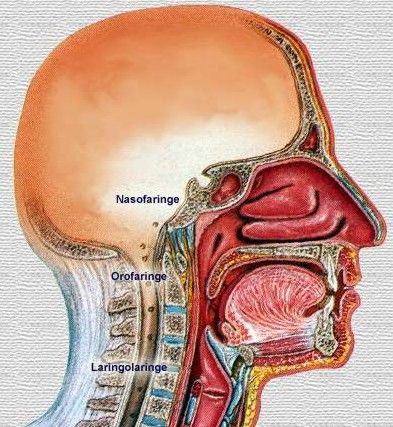 anatomia y fisiologia del aparato respiratorio