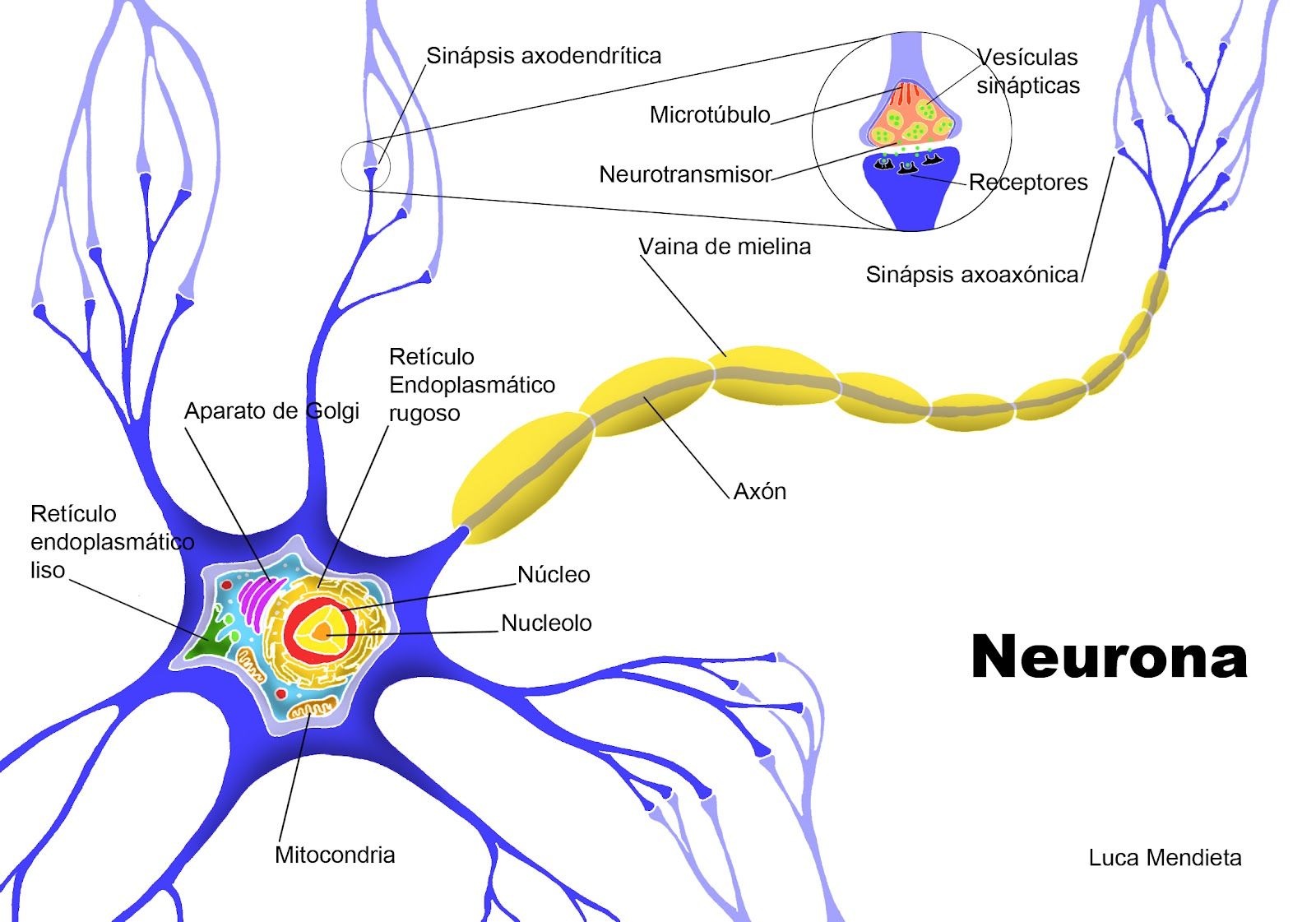 sistema nervioso - creado desde un Mapa Mental
