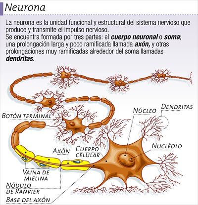 sistema nervioso - creado desde un Mapa Mental