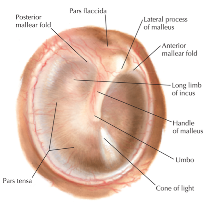 Basic Anatomy of the Ear and Otoscopic View of Right Tympanic Membrane