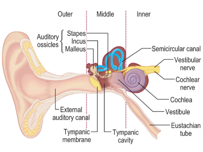 Basic Anatomy of the Ear and Otoscopic View of Right Tympanic Membrane