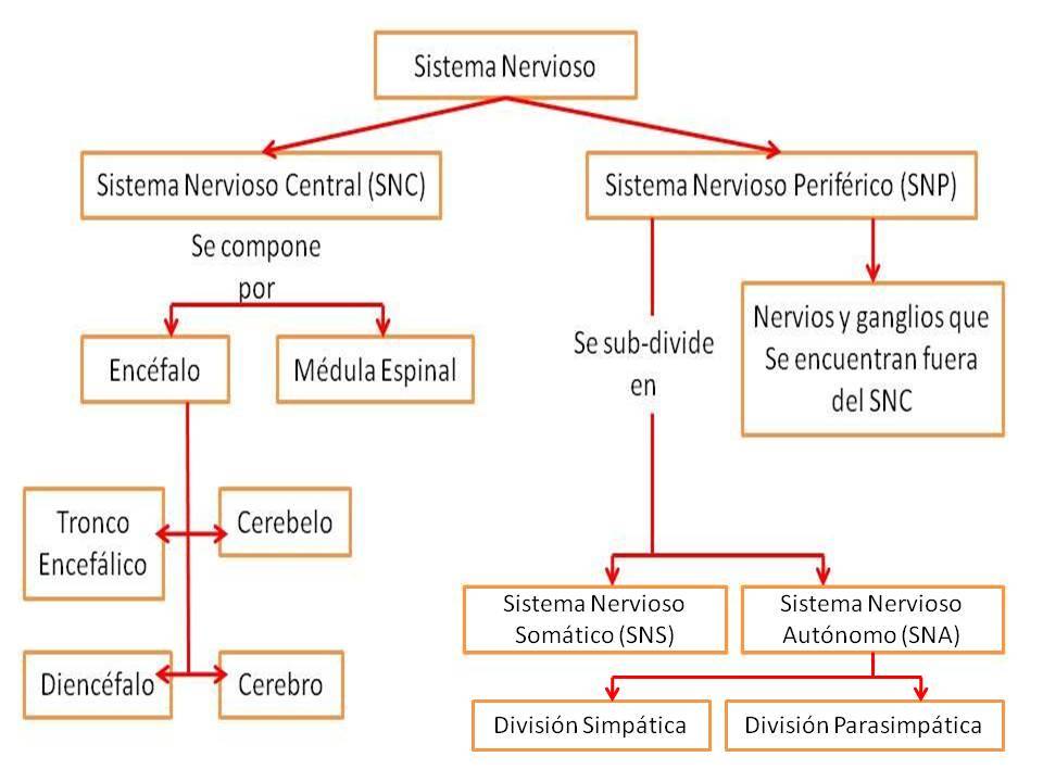 sistema nervioso - creado desde un Mapa Mental