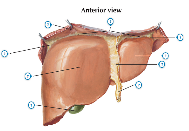 Anatomy and Basic Functions of the Liver and Bilirubin Metabolism