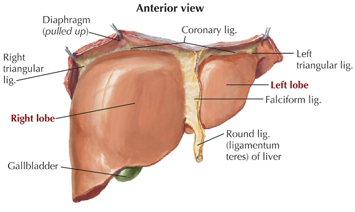 Anatomy and Basic Functions of the Liver and Bilirubin Metabolism