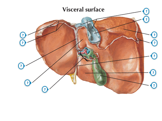 Anatomy and Basic Functions of the Liver and Bilirubin Metabolism
