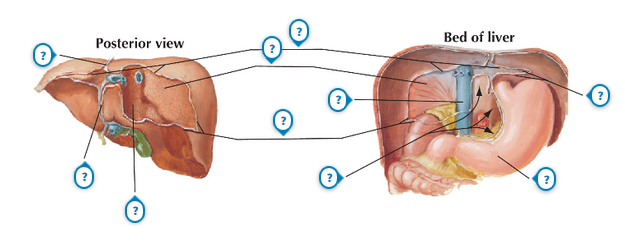 Anatomy and Basic Functions of the Liver and Bilirubin Metabolism