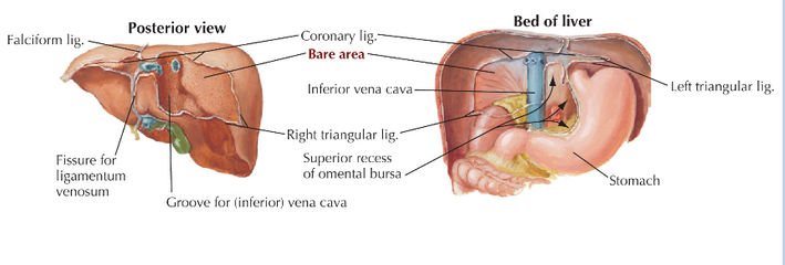Anatomy and Basic Functions of the Liver and Bilirubin Metabolism