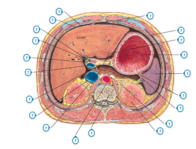 Anatomy and Basic Functions of the Liver and Bilirubin Metabolism