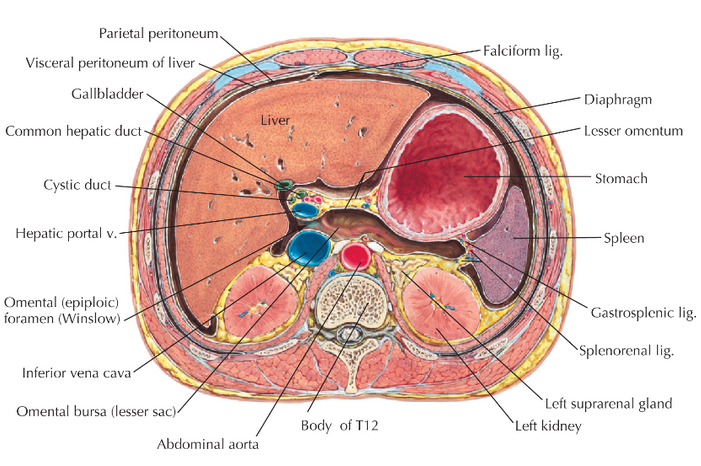Anatomy and Basic Functions of the Liver and Bilirubin Metabolism