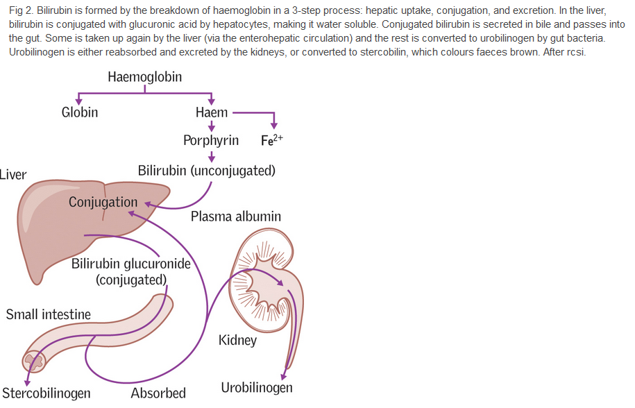 Anatomy and Basic Functions of the Liver and Bilirubin Metabolism