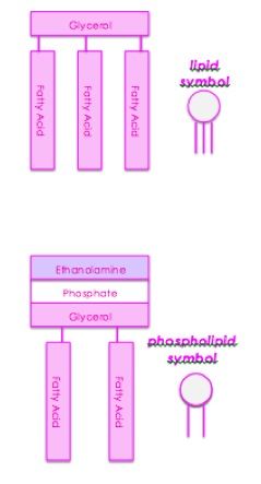 Yr 12 Biology Mid-Year Exam Notes Part 2