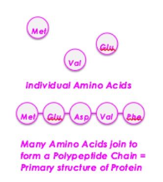 Yr 12 Biology Mid-Year Exam Notes Part 2