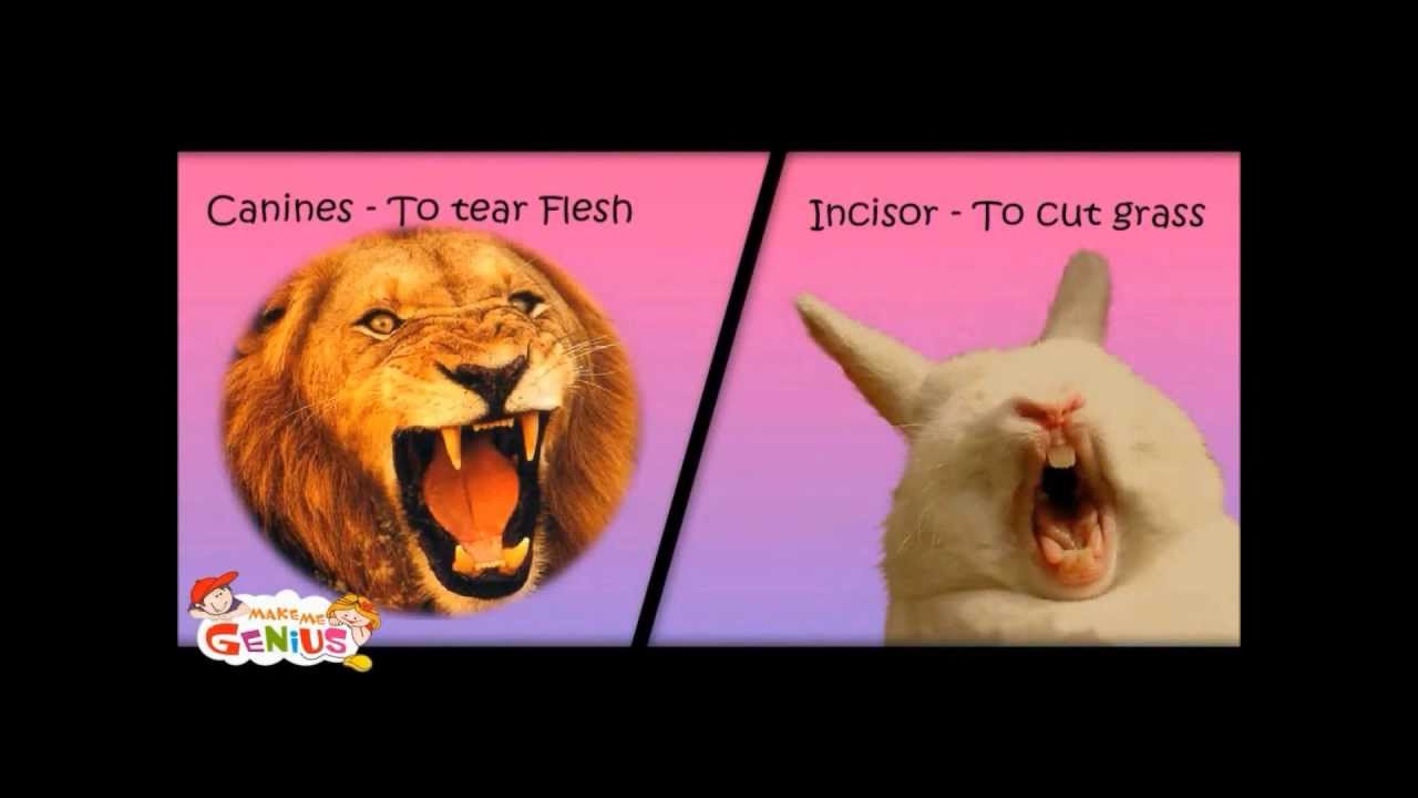 Carnivores, Omnivores and Herbivores