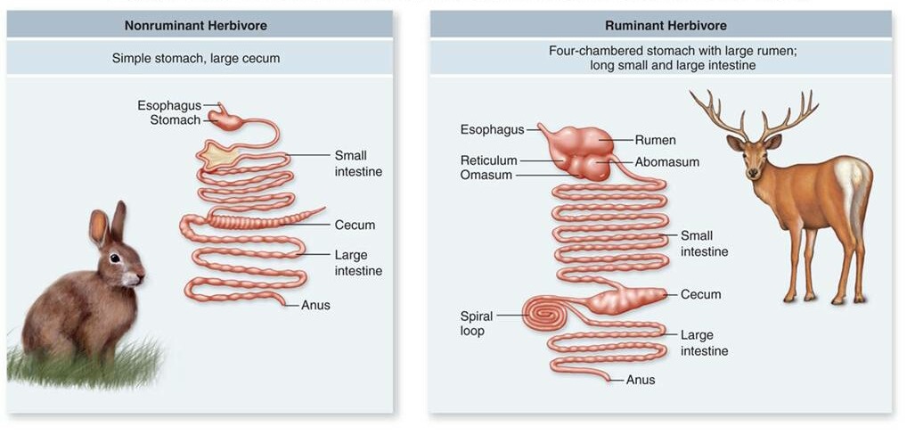 Carnivores, Omnivores and Herbivores