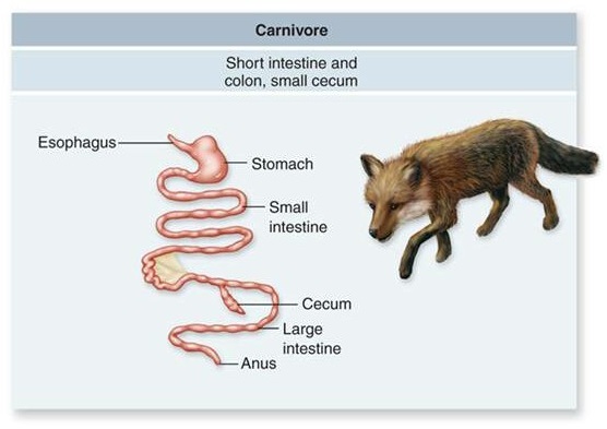 Carnivores, Omnivores and Herbivores