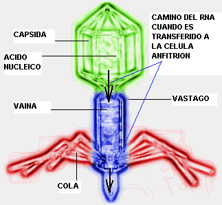 UNIDAD 10 - RIESGOS LABORALES DERIVADOS DE CONDICIONES AMBIENTALES