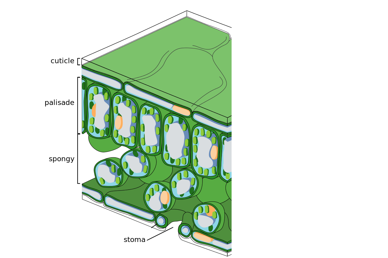 Biology - IGCSE : MRS GREN, Animal and Plant cell, Photosynthesis, Respiration, DNA, Variation, Graphs, The Five Kingdoms