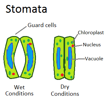 Biology - IGCSE : MRS GREN, Animal and Plant cell, Photosynthesis, Respiration, DNA, Variation, Graphs, The Five Kingdoms
