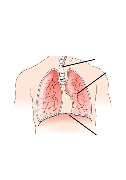 Biology - IGCSE : MRS GREN, Animal and Plant cell, Photosynthesis, Respiration, DNA, Variation, Graphs, The Five Kingdoms
