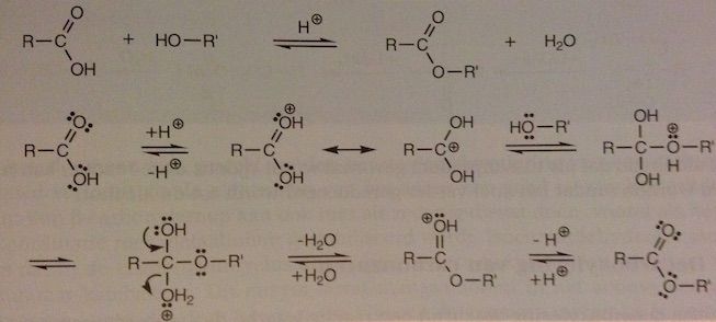 Org. chemie - 14_16 Carbonzuren