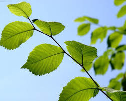 Image for question 4