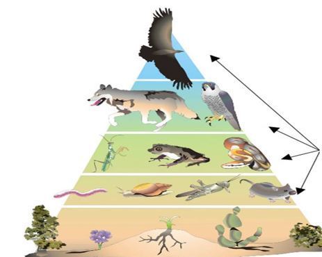 Image for question 7