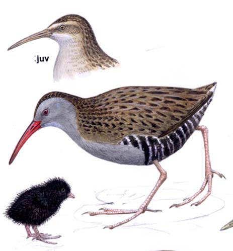 Image for question 15