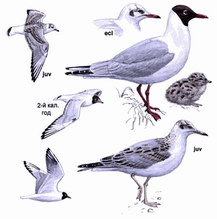Image for question 18