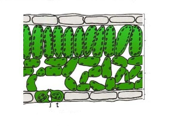 Image for question 1