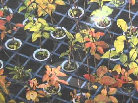 Os Jardins botânicos do Brasil