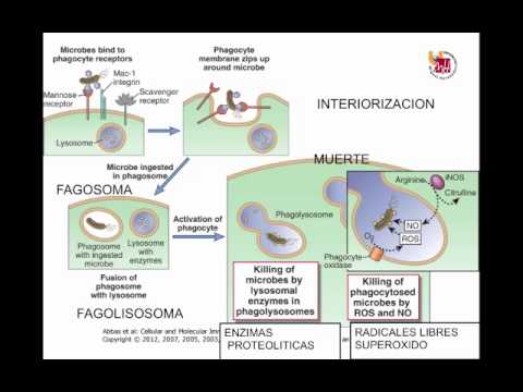Respuesta inmune frente organismos