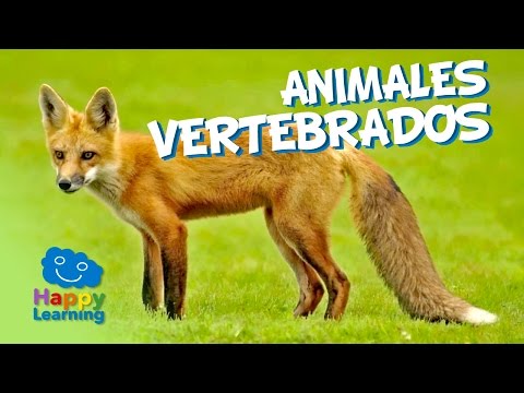 VÍDEOS SOBRE LAS CARACTERÍSTICAS DE LOS ANIMALES