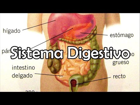 SISTEMA DIGESTIVO