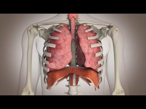 SISTEMA RESPIRATORIO