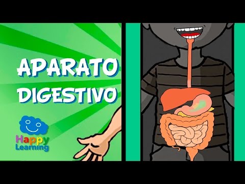 sistema digestivo