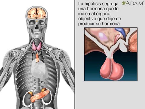 SISTEMA ENDOCRINO