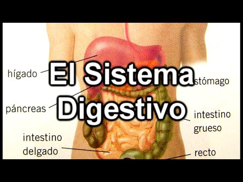 SISTEMA DIGESTIVO