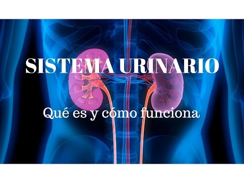 SISTEMA URINARIO