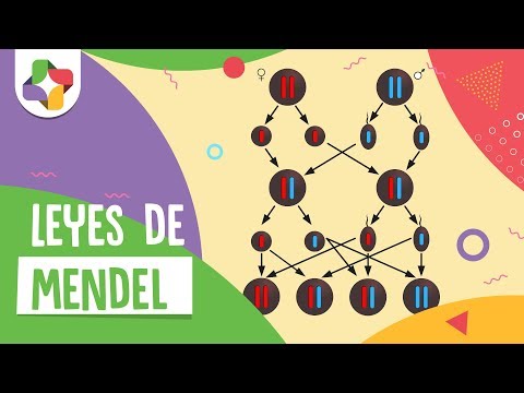 GENÉTICA (Laura y Yoli)