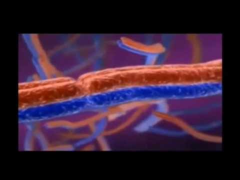 Mapa mental de la meiosis
