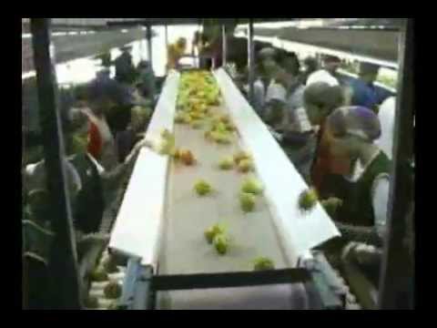 BIOTECNOLOGÍA EN PLANTAS
