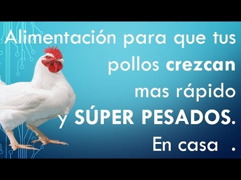 PRODUCCION DE POLLOS DE ENGORDE