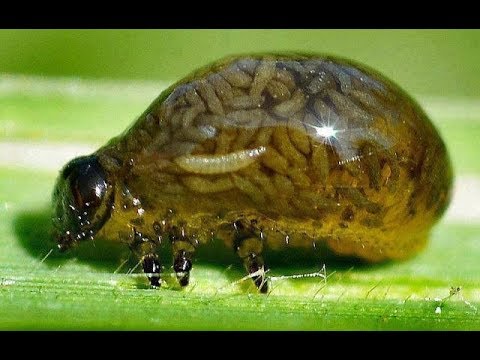 Respuesta Inmunitaria Innata