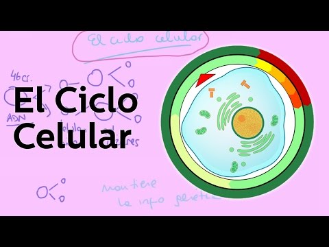 Video El ciclo celular 2